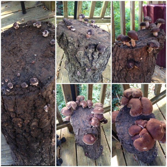 Shiitakes Are Born!  Day 1 to 5