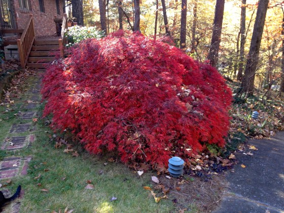 It wasn't this color when I left for Israel!