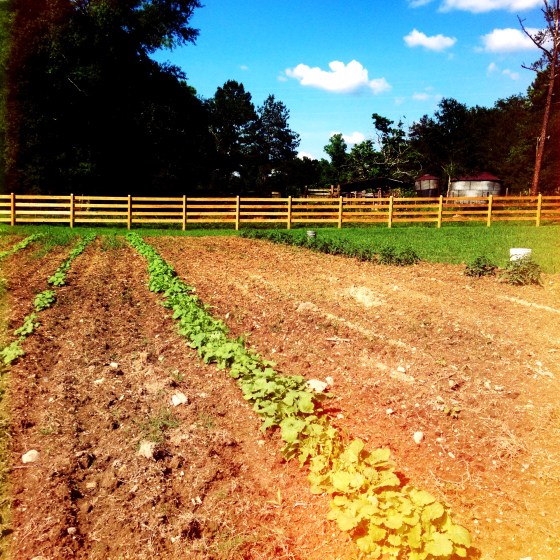 Kale harvest at the farm